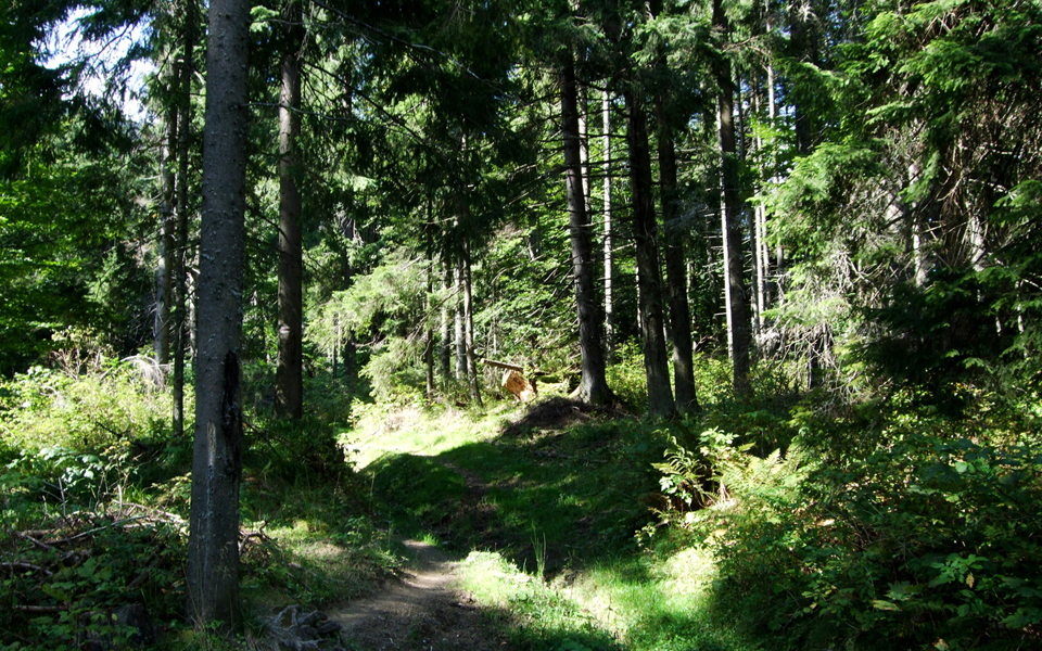 Ліс перед хребтом Кострича
