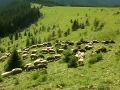 Вівці з Псарівки