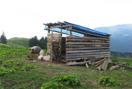 Іл.62. КУЧА. ПОЛОНИНА ПСАРІВКА